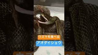 泳ぐの大好きアオダイショウさんにウズラをあげる #shorts #爬虫類 #reptiles #アオダイショウ