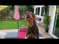 doberman howling at fire trucks. he’s a passionate singer