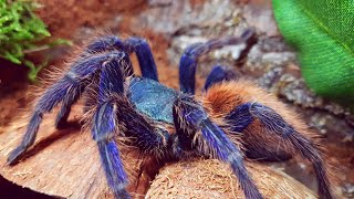 Tarantula 🕸🕷🕸 | Novi ljubimci i životinje pt. 2