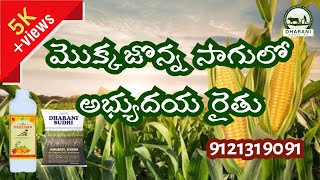 మొక్కజొన్న తోటలో అభ్యుదయ రైతు | Corn cultivation | 9121319091