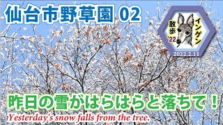 インゲン散歩'22 仙台市野草園02 昨日の雪がはらはらと落ちて！ 2022.2.11( Yesterday's snow falls from the tree.)