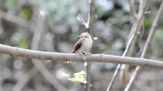 Banded Bay Cuckoo