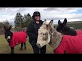 meet our donkeys at redwings mountains