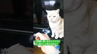 【クイズ】飼い主がイタズラに引っかかった時の猫の反応とは？　My cat's reaction when his owner was pranked #shorts