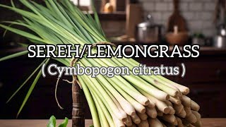 EXPLAINING LEMONGRASS IN DETAIL - Spice Secrets(Rahasia Rempah)