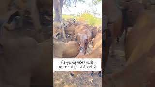 ઉનાળા મા ગાયો નું આશ્રય સ્થાન જાડ