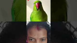 green screen #funny #comedy #animals #monkey