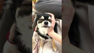 大好きなママに全力で甘える犬。 #shorts