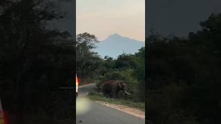 ഒറ്റക്കൊമ്പൻ വഴി മുടക്കിയപ്പോൾ 😱🐘 #elephantattack #kanthalloor #wildelephant #munnar #scary #tusker