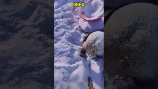 熊猫云涛为了吸引多多的注意力，在雪地里猛打滚儿 #cute #pandachina #animals #panda #funny #pandacub #giantpanda #cutepanda