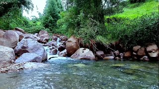 Pleasant Nature Ambience, Marvelous Birdsong, Peaceful Forest Stream ASMR