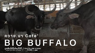 ควาย.นา Cafe’ BIG BUFFALO พันธุกรรมควายอุทัย เหล่าต้นสายลึกๆ เบอร์ต้นๆ พ่อพันธุ์ดังระดับเมืองไทย