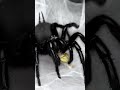 giant funnel web spider macrothele hungae from taiwan very beautiful species spider macrothele