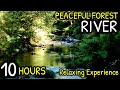 Mountain Stream Flowing 24/7. Forest Stream. Flowing Water. White Noise, Nature Sounds for Sleeping.