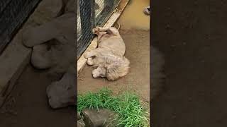 日朝■⑤ホワイトライオン・白獅子・セラムくん・沖縄こどもの国・・・White_Lion・Okinawa Zoo \u0026 Museum(20220828)