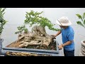 Báo giá một số tác phẩm Ổi-Duối-Túc quái lùn lực cho ae chơi cây cảnh bonsai (Mr Đại 0967828345)