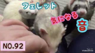 「どーも  しりゅうですっ‼️」 フェレット皆んなが好きな音💕多頭飼い