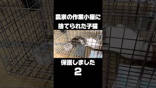 農家の作業小屋に捨てられた子猫を保護しました【2】