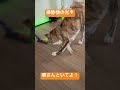 壊すなよ！ 秋田犬 秋田犬虎毛 大型犬のいる生活 大型犬 掃除機 追いかける