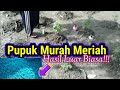 Nilam - PUPUK MURAH MERIAH INILAH YANG MEMBUAT HASIL PANEN MEROKET | Mak Lupi