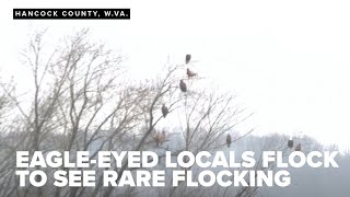 Eagle-eyed residents flock to New Cumberland for rare sighting of 40 majestic bald eagles