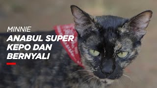 Kucing Kampung Petualang: Minnie - Rajanti Talk with Animals