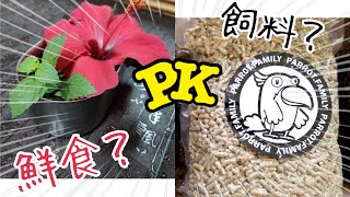 【屈原之天下鳥事】鸚鵡鮮食對決乾飼料，你會選擇?Parrot fresh food VS feed,what would you choose?