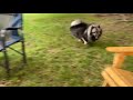 So Funny! Crazy Keeshond Has Zoomies And Boston Terrier Chases Him!