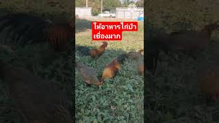 ไก่ป่ามีแต่ตัวงามเชื่องมาก