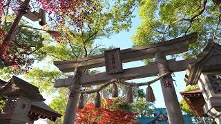 ひろさん 12月の多摩川浅間神社