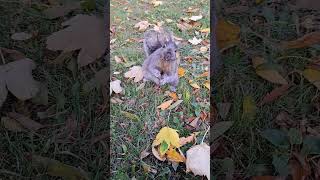 Squirrel Looking for Food in the Wrong Place #squirrel #easterngreysquirrel #wildlife