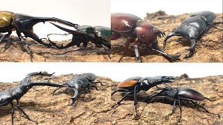 カブトムシクワガタバトル 鮮血vs漆黒 ライト級タイトルマッチ カブトムシ あかぴんくvs ホペイオオクワ 幻壱郎 ヘラクレスオオカブトvsコーカサスオオカブト