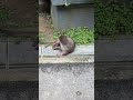 Otter encounter in the park