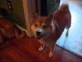 My Dogs singing Poker Face by Lady Gaga