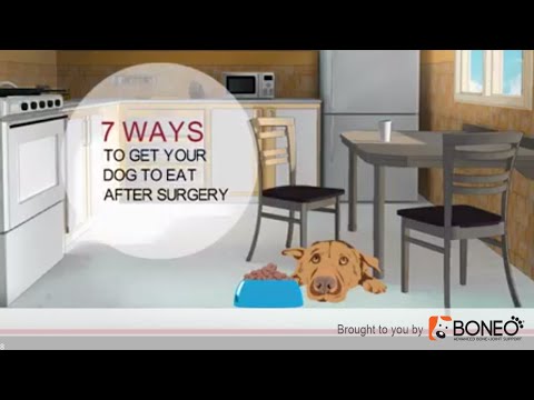 Dog Surgery Recovery- 7 Ways to Get a Dog to Eat Dog Surgery Recovery- 7 Ways to Get a Dog to Eat