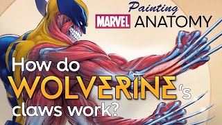 How do Wolverine's claws work? | Marvel Anatomy | Jonah Lobe