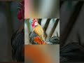 kenapa ayam jantan berkokok di pagi hari, #shorts #shortsfeed #shortsvideo #shortsviral #faktaunik