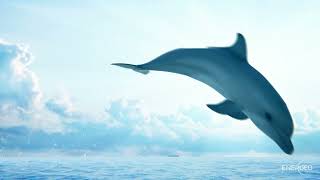 Understanding Marine Seismic Surveys 2025