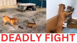 Epic Showdown: 😂😂 Cat vs. Dog || A Fierce Battle You Won’t Believe!