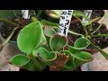 Unboxing And Planting a Huge Box of Carnivorous Plants!