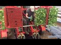 checchi and magli wolf transplanter edwards farm machinery