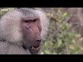 Baboon Troops Clash Over Territory  Life  BBC Earth