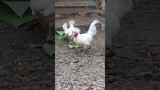 കഴിക്കാനറിയാം പക്ഷേ തിരയാനറിയില്ല. #fancy #chicken #rooster #hen #america #silky @pets