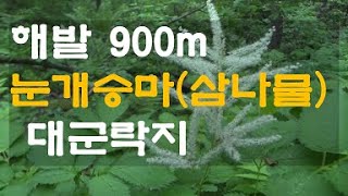 # 3분강좌:해발 900, 눈개승마 군락지 멋진 모습, 주위 식물들