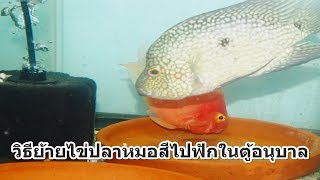 หมอสี วิธีย้ายไข่หมอสีไปฟักอนุบาล