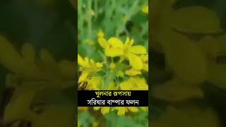 খুলনার রূপসায় সরিষার #বাম্পার #ফলন #শীর্ষ #সংবাদ