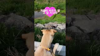 아침 산책중에 만난 길냥이랑 인사중입니다^^싸우는거 아닙니다🙏🙏🙏😃🐕🐱 #굿모닝 #아침산책 #골든리트리버 #믹스견 #길냥이