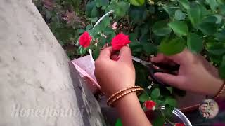 அடேங்கப்பா ஒரே செடியில் இவ்வளவு பூக்களா !!|| Rose plant tamil||roja cheddi ||#honeybhuvi#roseplant