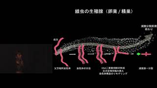 京都大学生命科学研究科修士課程（2020年度入学）入学試験説明会 [染色体継承機能学] CARLTON, Peter 准教授 2019年4月6日