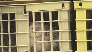 Pa. hunters get final chance with extra pheasants as season ends